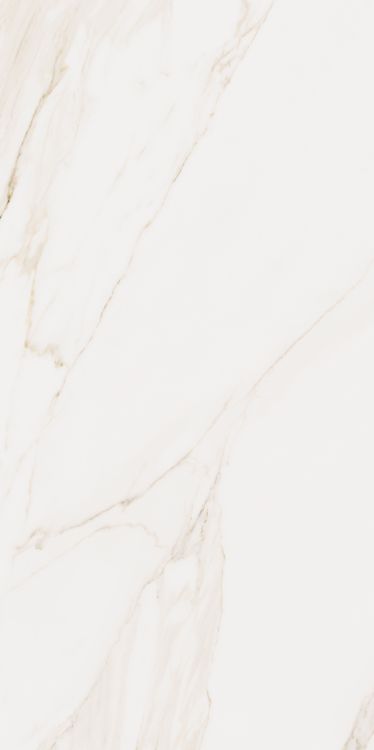 Omnia Calacatta Matte 24 x 48